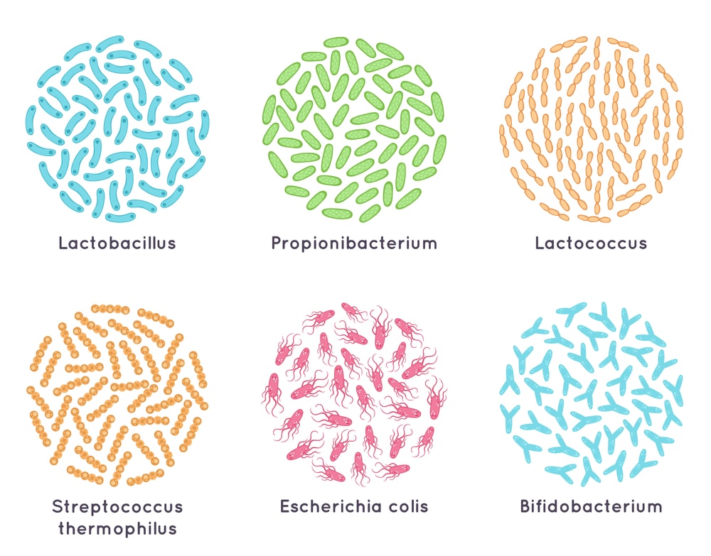types-probiotics